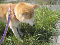 Shiba-Ken