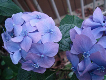 ดอกอะจิไซ