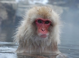 มัตสึโมโตะ(MATSUMOTO)